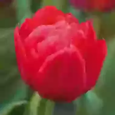 Abba